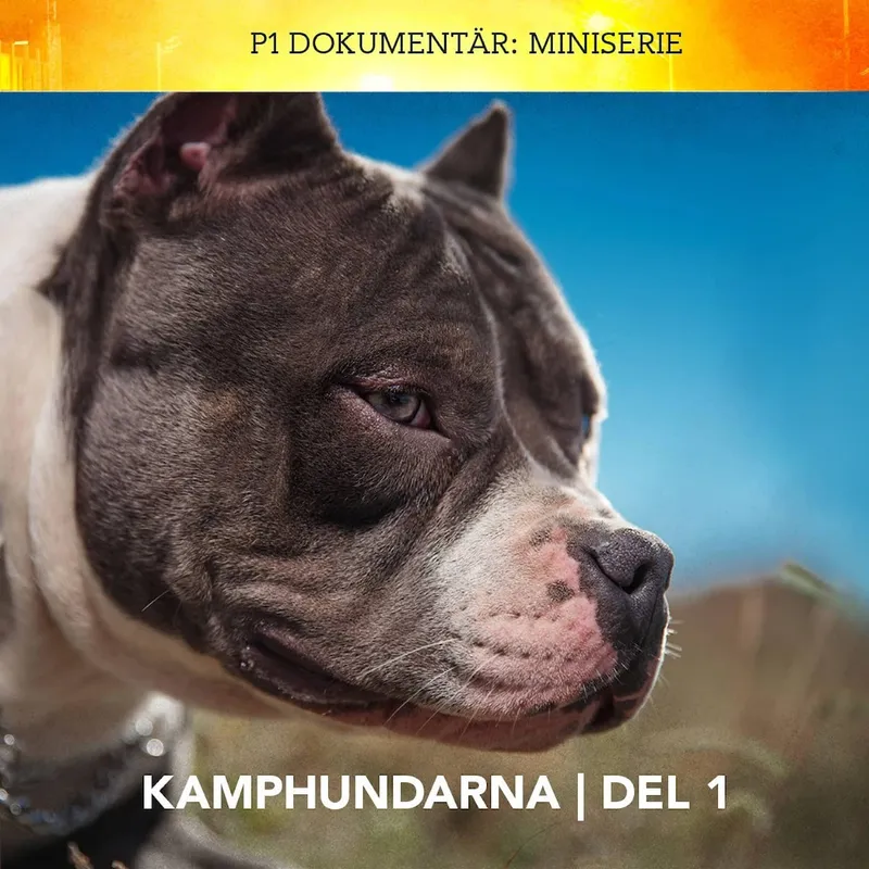 PODDTIPS: P1 Dokumentär Miniserie – Kamphundarna artwork
