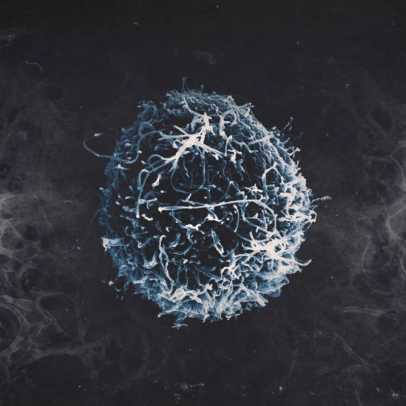 BONUSAVSNITT: Coronavirus 2019-nCoV artwork