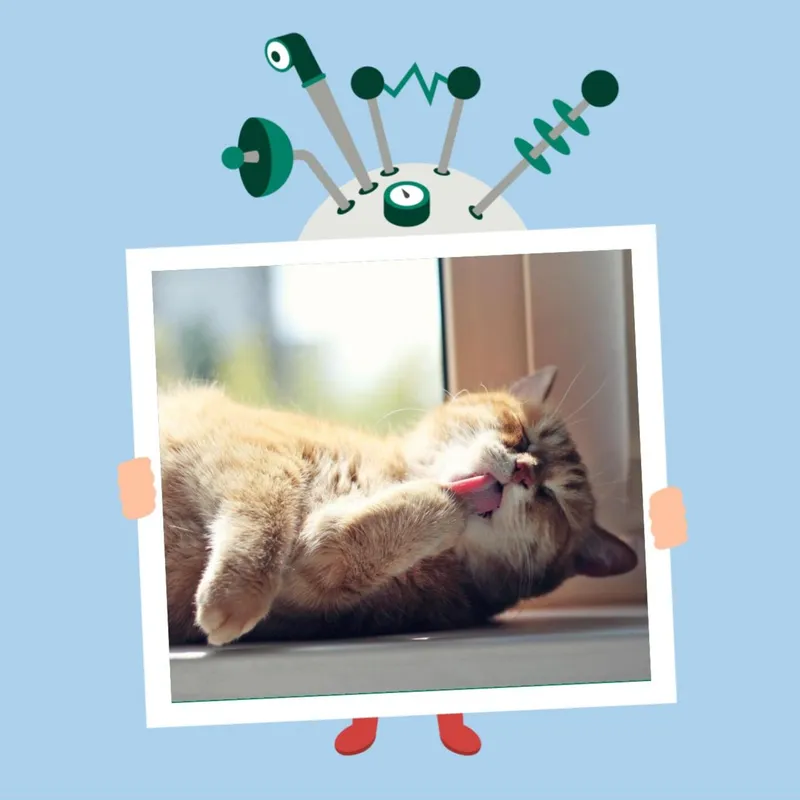 Hvorfor spinder en kat? artwork