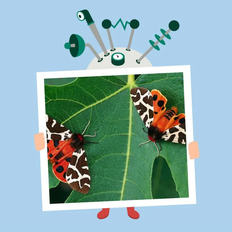 Hvor bliver insekter af om vinteren? artwork