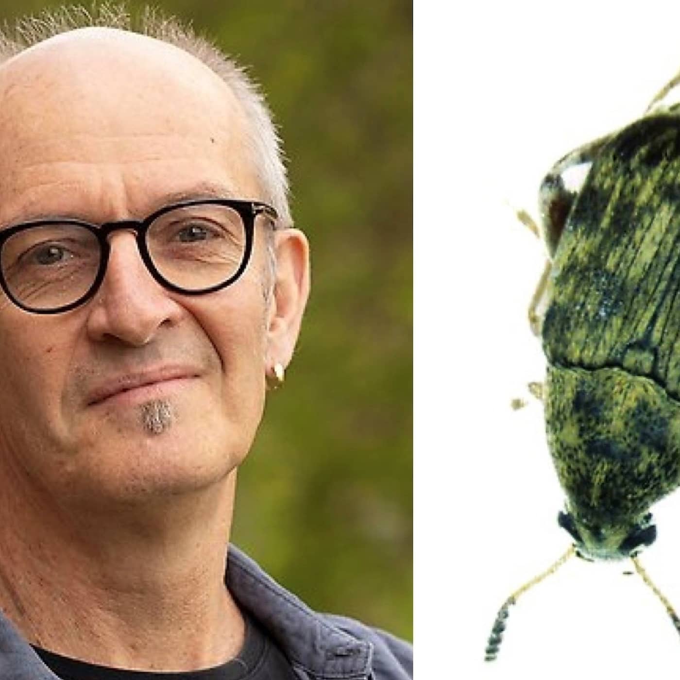 Görans gamla skalbaggar lär oss om evolution, sex och längre liv i realtid artwork
