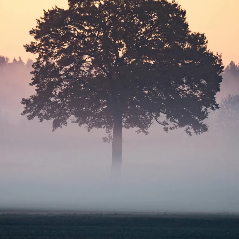 Den sagolika skogen artwork