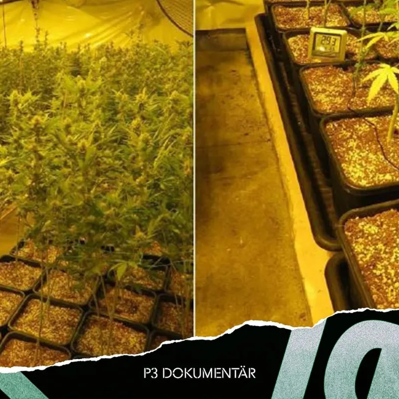 Cannabisfabriken på Västgötaslätten artwork
