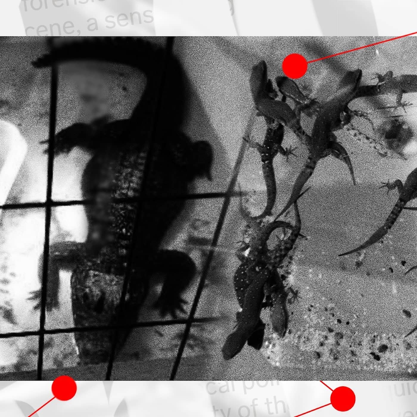 Reptilhärvan i Löberöd – ödlor och ormar från hela världen smugglades till skånsk by artwork