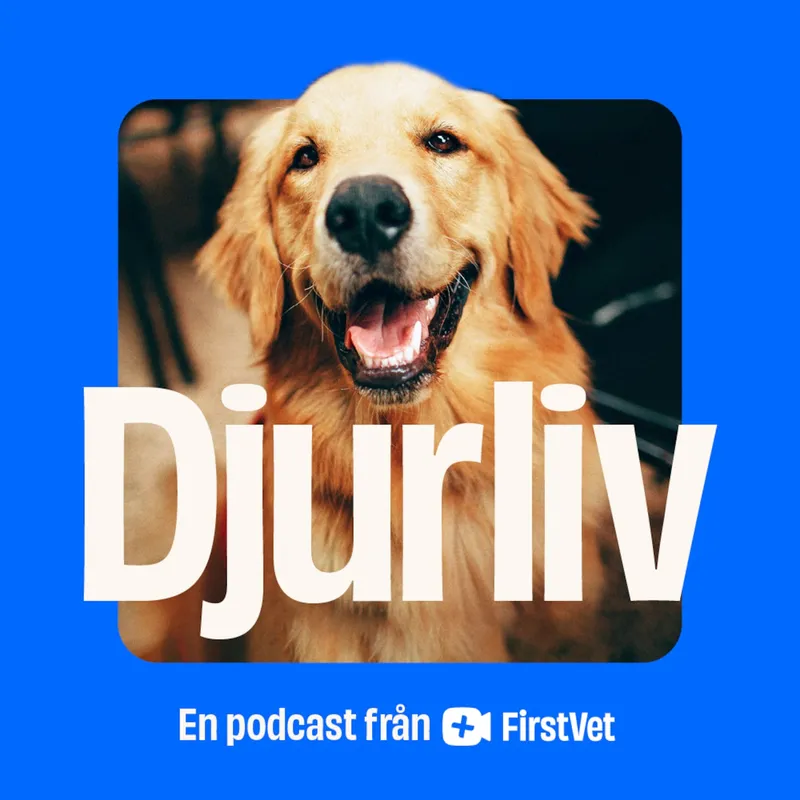 Annons från Firstvet - Julfarorna för din hund artwork