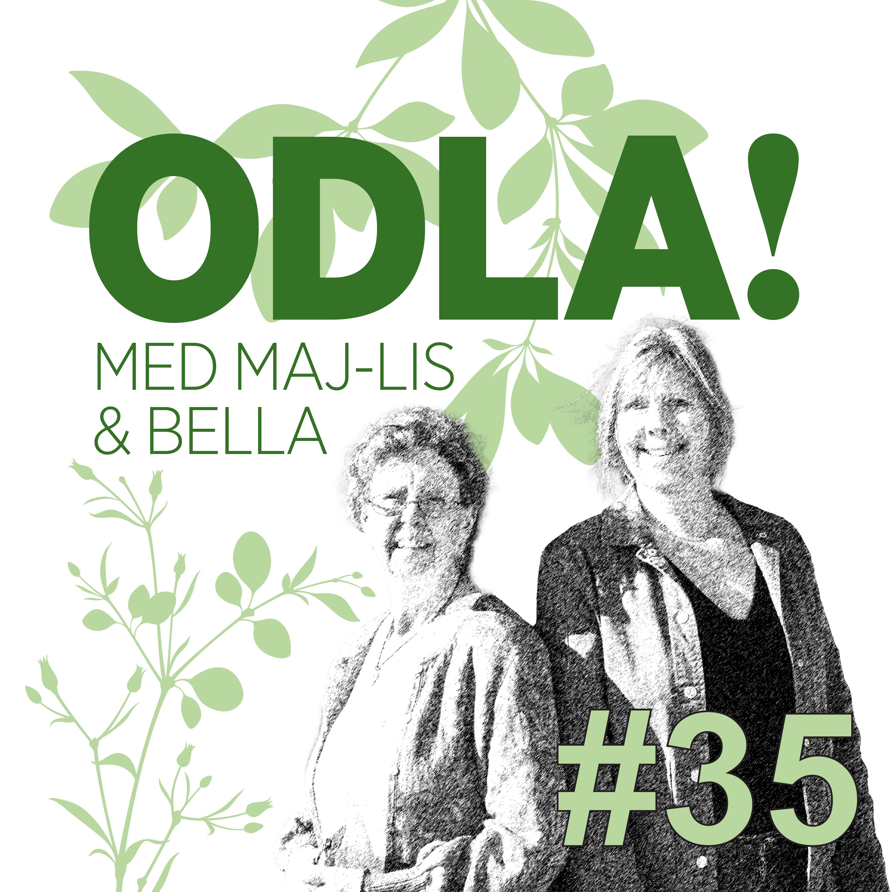 Perennodlaren på Djupedal, ormbunke i ropet & fläckiga pelargonblad artwork
