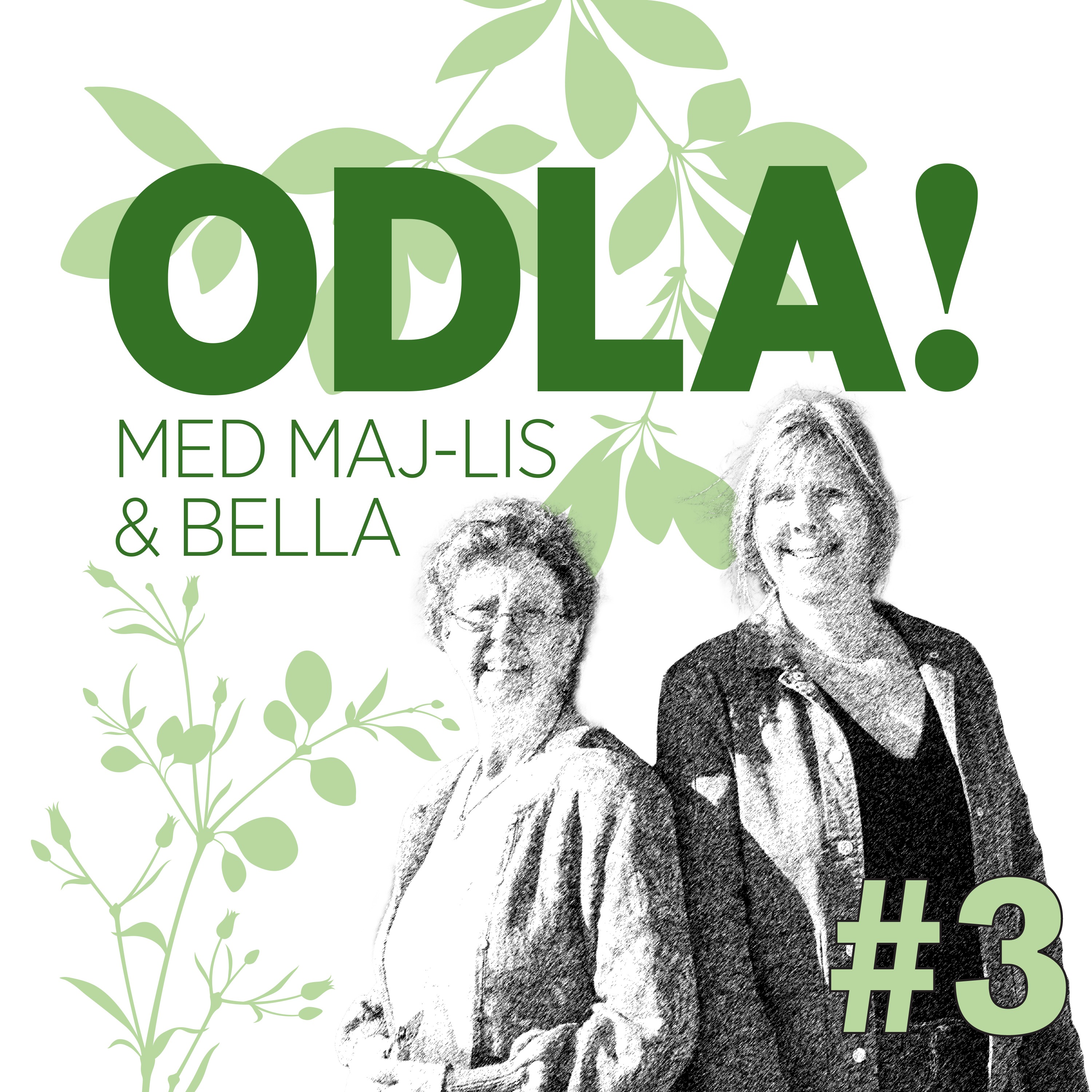 Sticklingsförökning, rotknölar och kärleken till ampellilja artwork